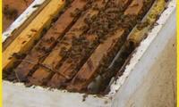 beekeeping01.jpg
